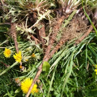 Dandelion Root (ڈینڈیلین جڑ)جڑقاصدی