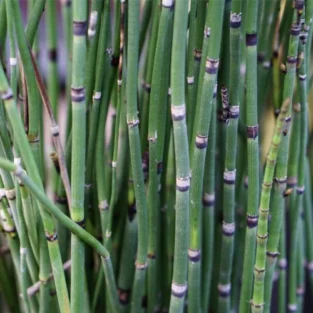 Horsetail,Equisetum (سرس گاچھ) ہارسٹیل