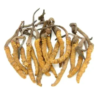 Caterpillar Fungus