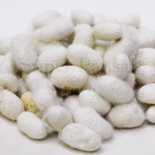 Silk Cocoon (Abresham) ابریشم