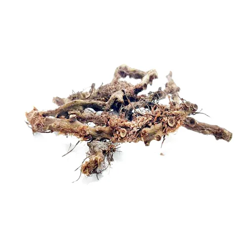 BesfaijPolypody-Root-بسفائج-1