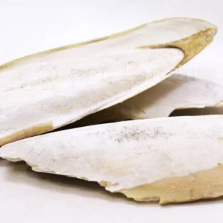 Samundar Jhagh (Cuttlefish Bone) سمندر جھاگ