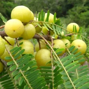 Emblica Oil (Roghan Amla) روغن آملہ