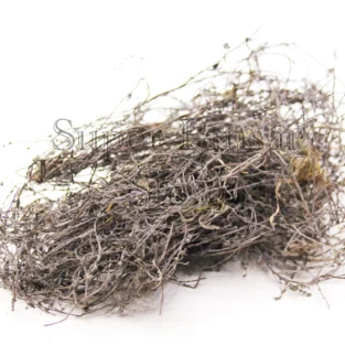 Gorakh paan(heliotropium strigosu)گورکھ پان