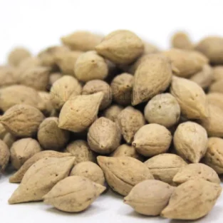 Drypetes Seeds (Jiya Pota) جیا پوتا - Image 1