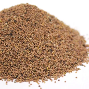 Dodder Seeds (Cuscuta Seeds/Tukhm e Kasoos) تخم کثوث