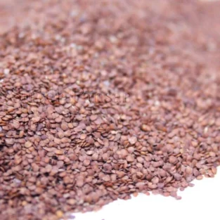 Mimosa Pudica Seeds (Lajwanti/Chui Mui Beej) لاجونتی