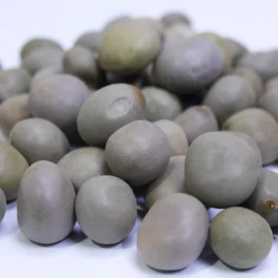 Bonduc Nuts (Fever Nut/karanjwa) کرنجوہ