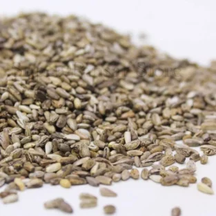 Milk Thistle Seed (Onth Khatara) بیج اونٹ کٹارہ