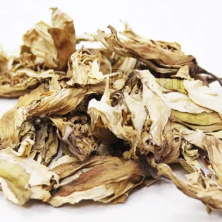 Dried Waterlily (Gul e Nilofer) نیلوفر