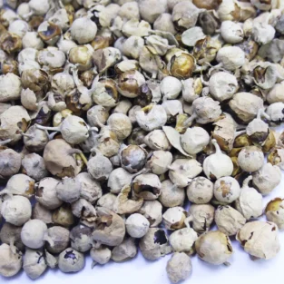 Vegetable Rennet(Paneer Dodi )پنیر ڈوڈی,تخم حیات