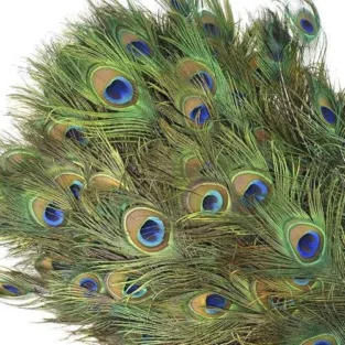 Peacock Feather مور پر