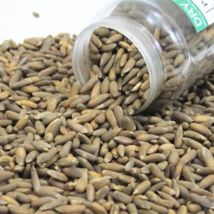 Pine Nuts (Chilgoza) چلغوزہ - Image 1