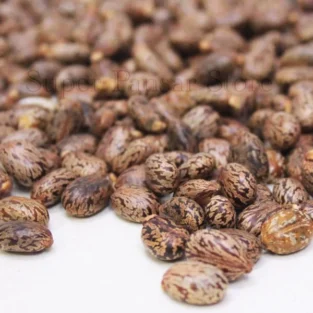 Castor Seeds (Tukhm e Rind) تخم ارنڈ