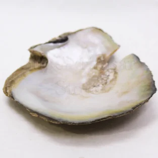 Oyster Shell (Sadaf) صدف