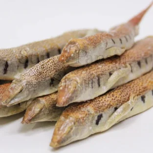 Scincus scincus(Sandfish Skink/Raigh Mahi) ریگ ماہی