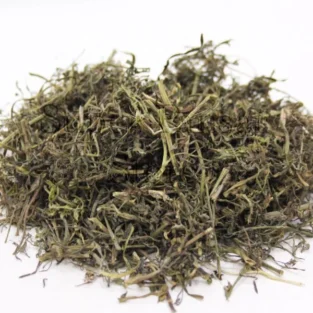 Common Fumittory (Fumaria officinalis/Shahtara) شاہترہ