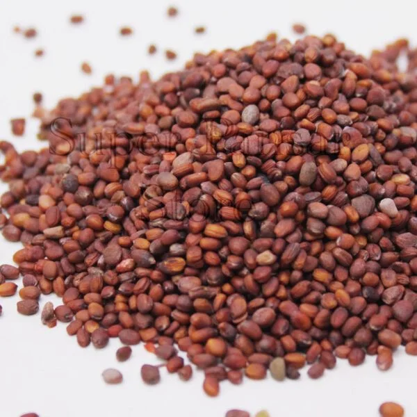 Tukhm-e-Moli-1-600x600