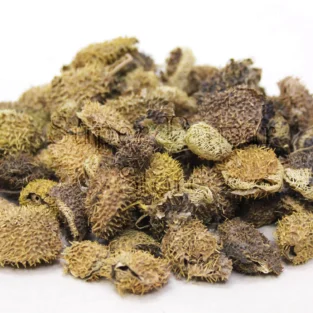 Luffa echinata(Kagarwail)گھگھر بیل