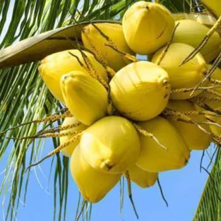 Emblica Officinalis Extract (Gooseberry/Amla) جوہر آملہ